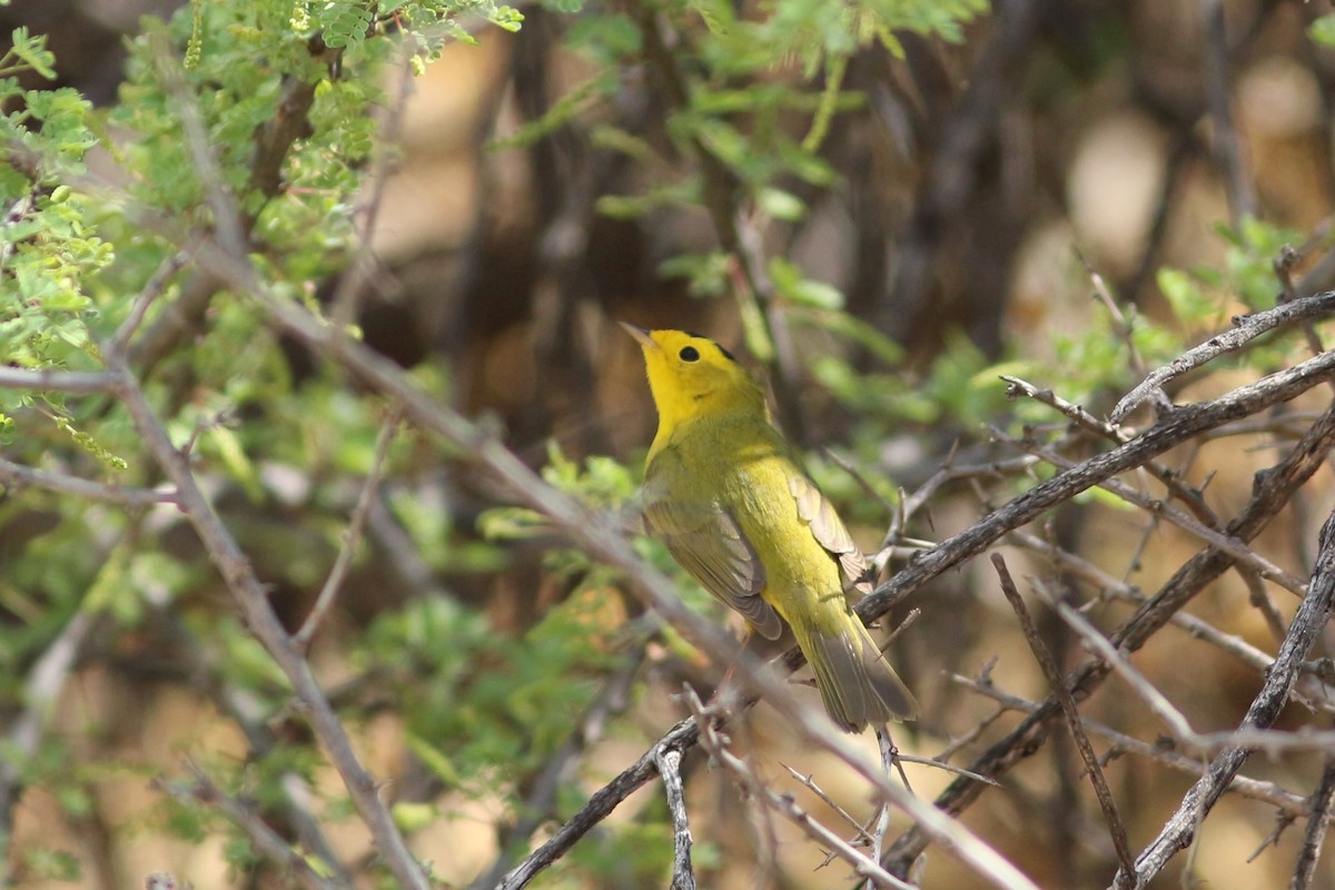Wilson's Warbler - ML439452321