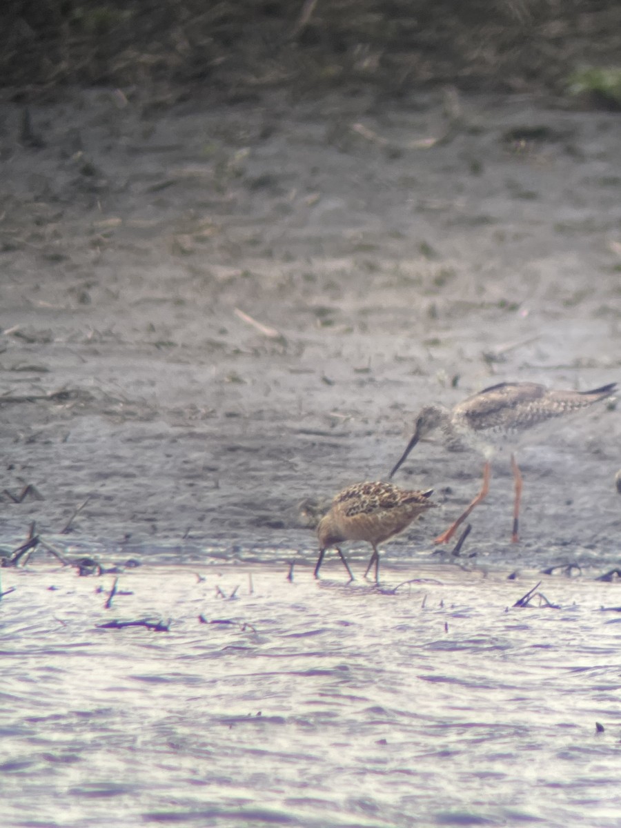 Long-billed Dowitcher - ML439452401