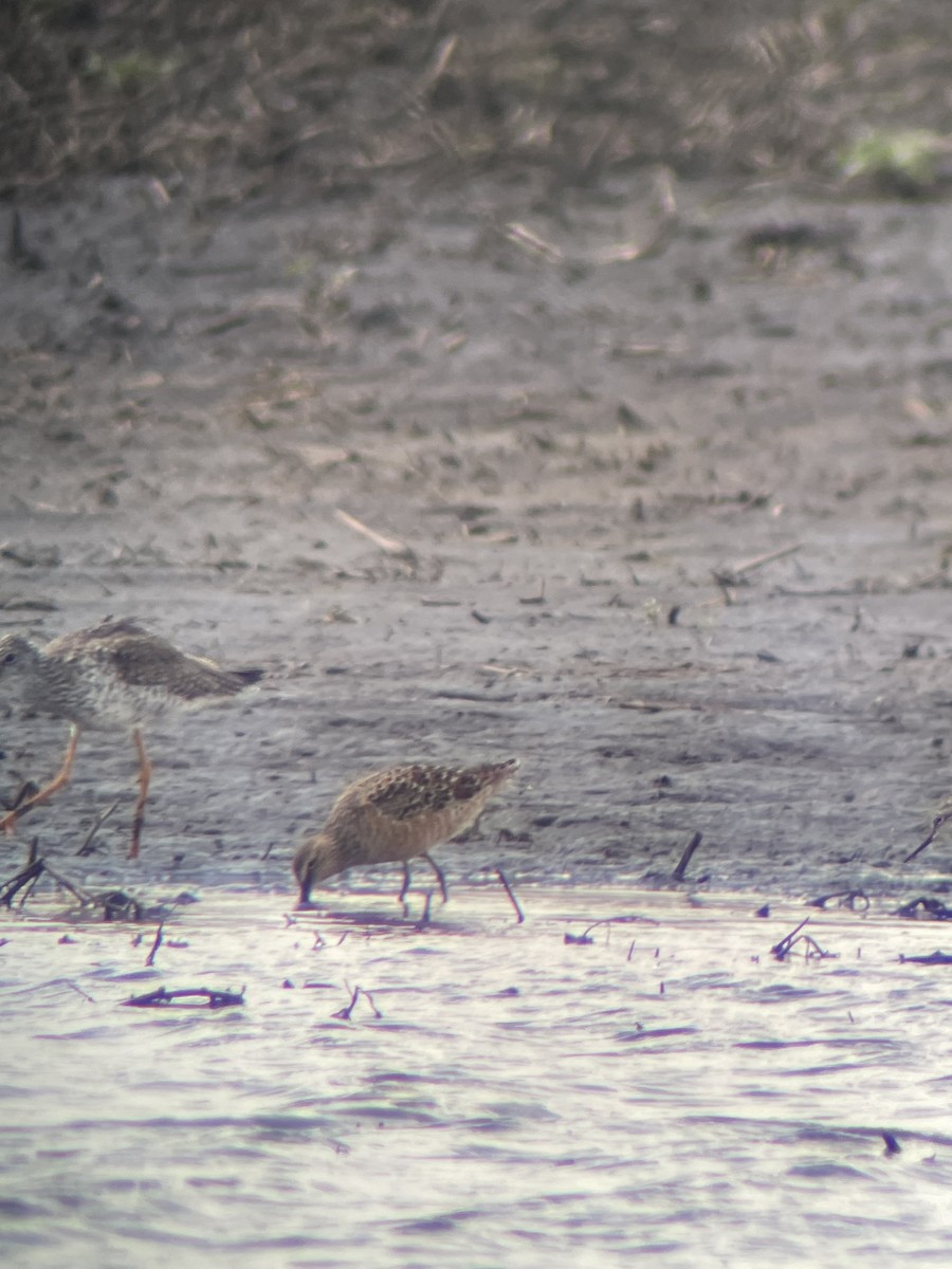 Long-billed Dowitcher - ML439452411