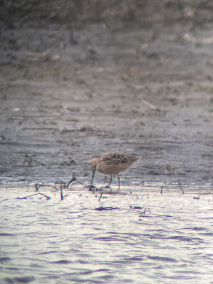 Long-billed Dowitcher - ML439452421