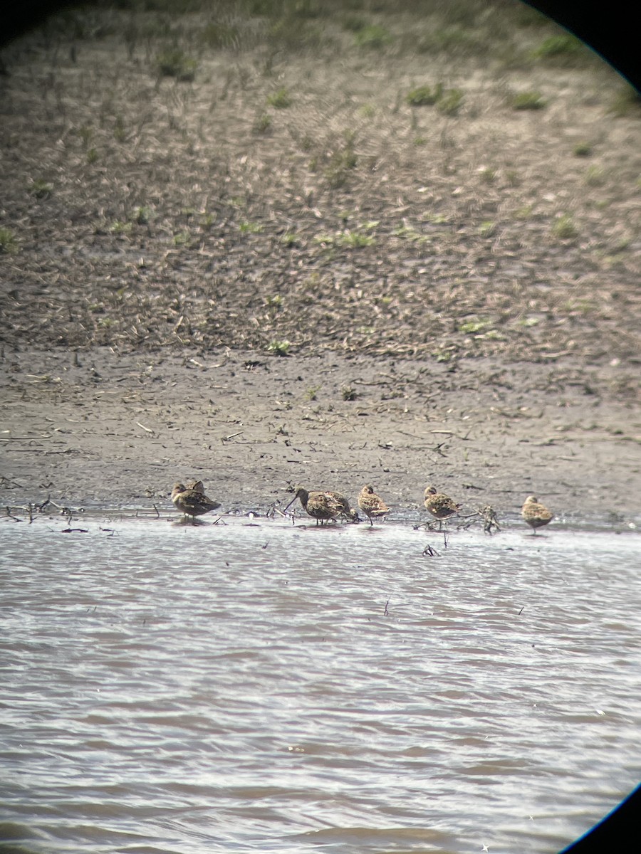 Long-billed Dowitcher - ML439452431
