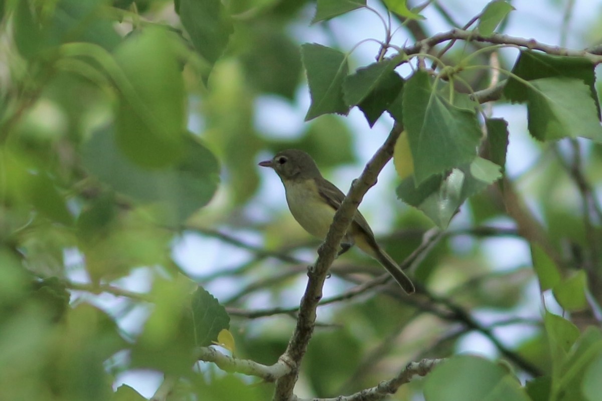 Bell's Vireo - ML439452441