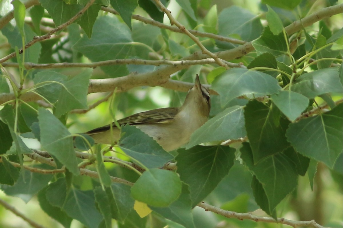 Red-eyed Vireo - ML439452621