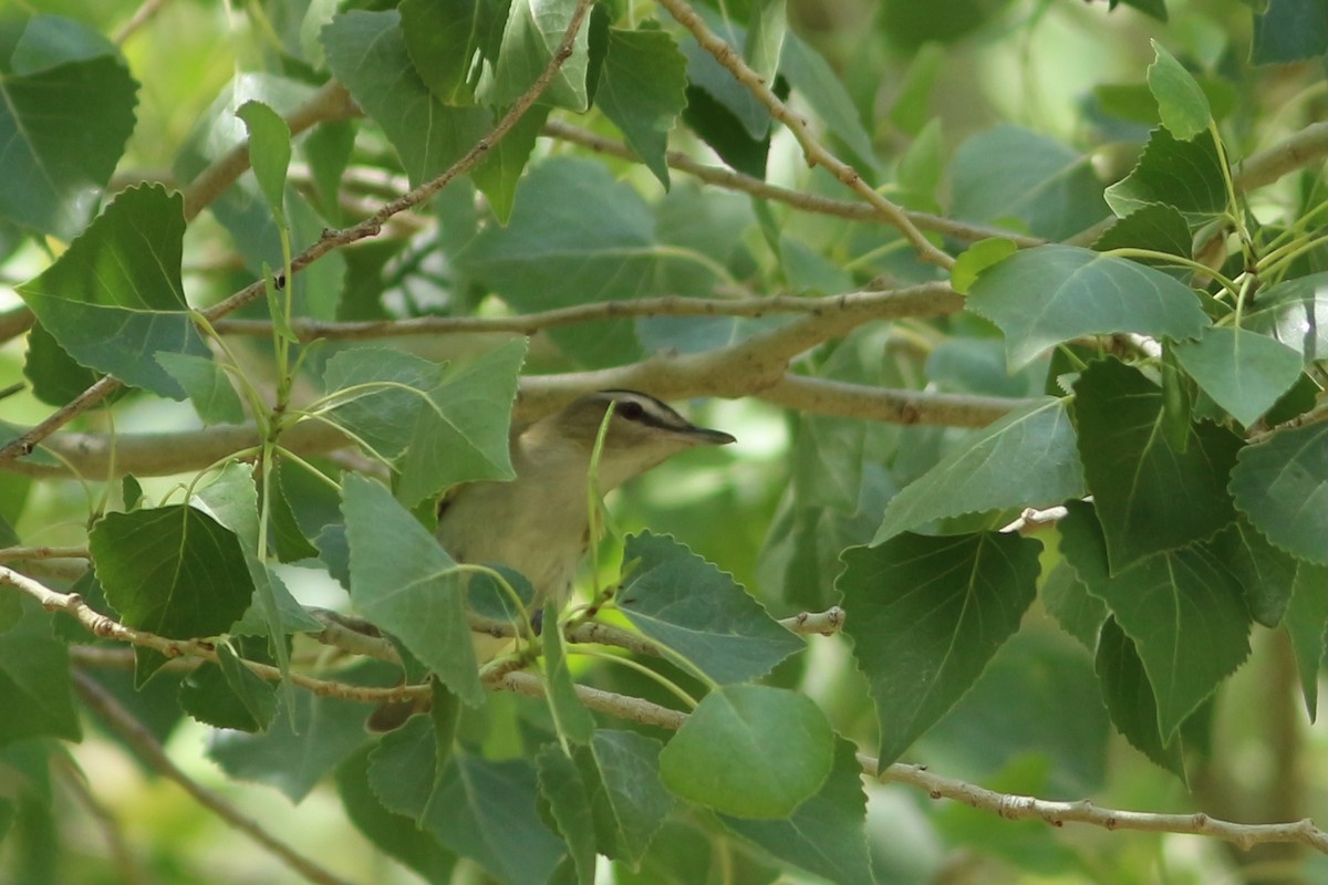 Red-eyed Vireo - ML439452631