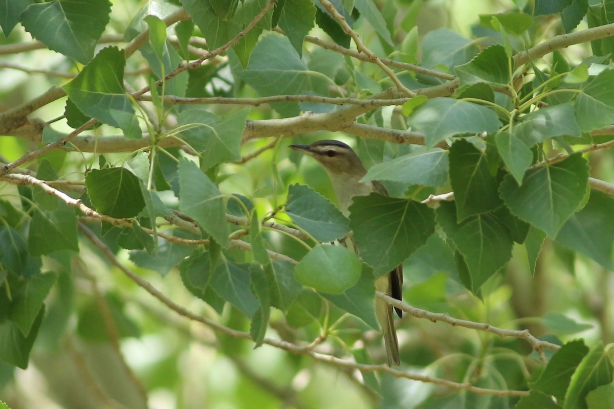 Red-eyed Vireo - ML439452671