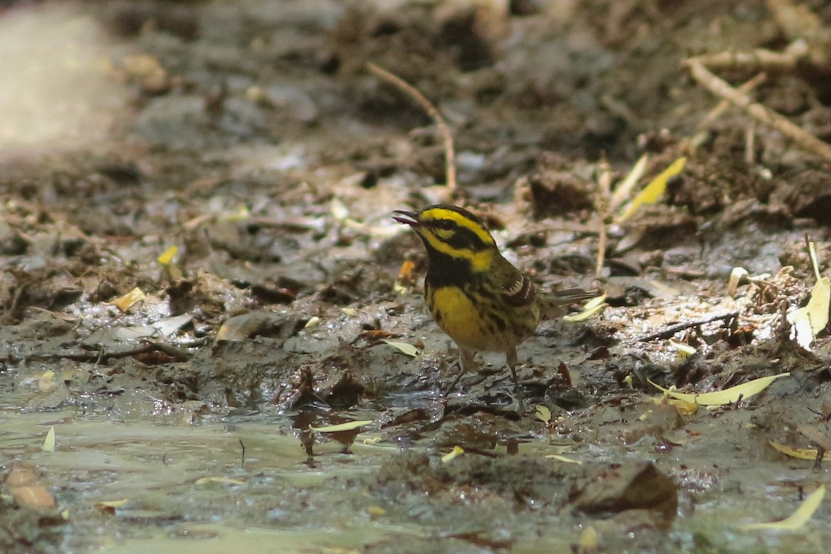 Townsend's Warbler - ML439453001