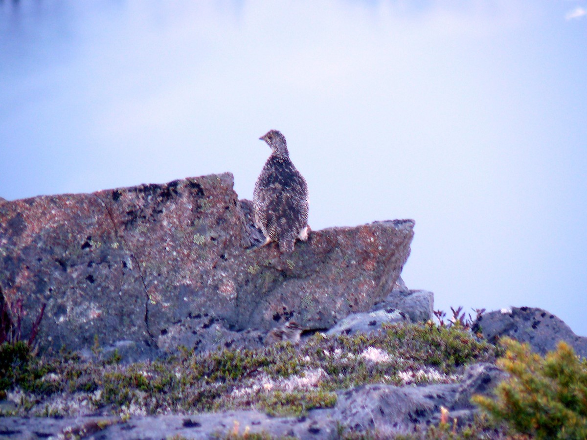 White-tailed Ptarmigan - ML439453681