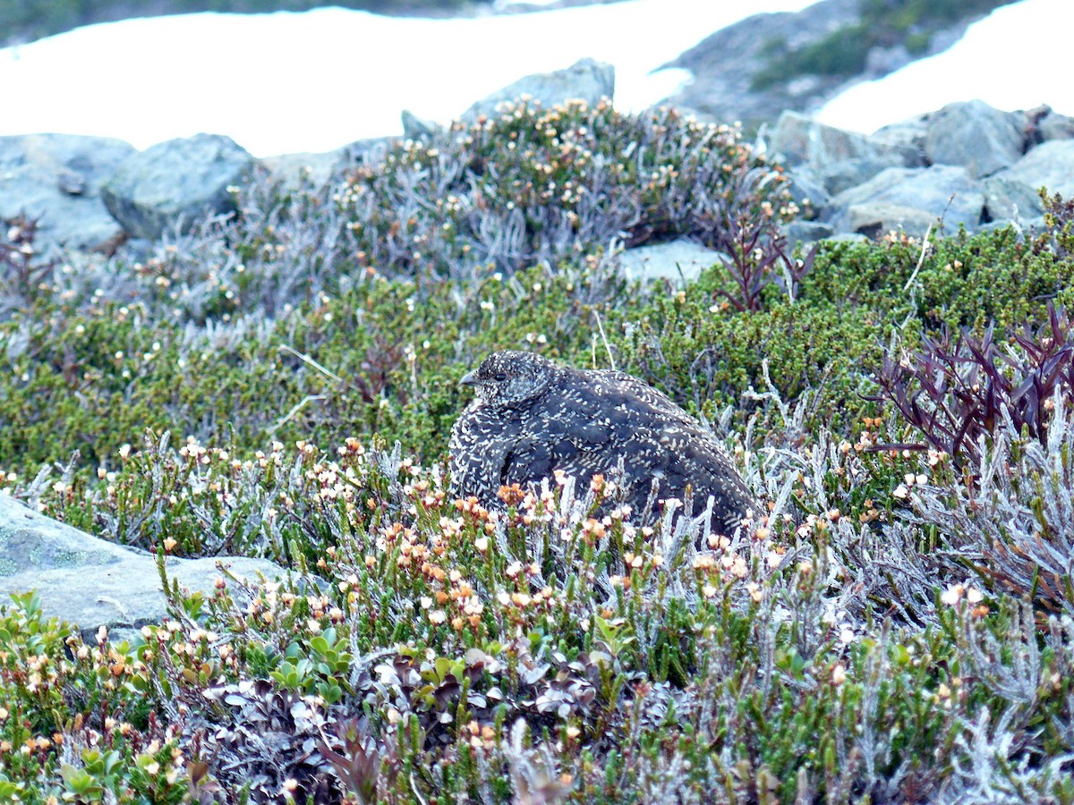 White-tailed Ptarmigan - ML439453691