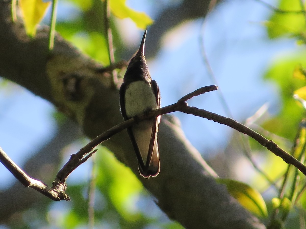 White-necked Jacobin - ML43945371