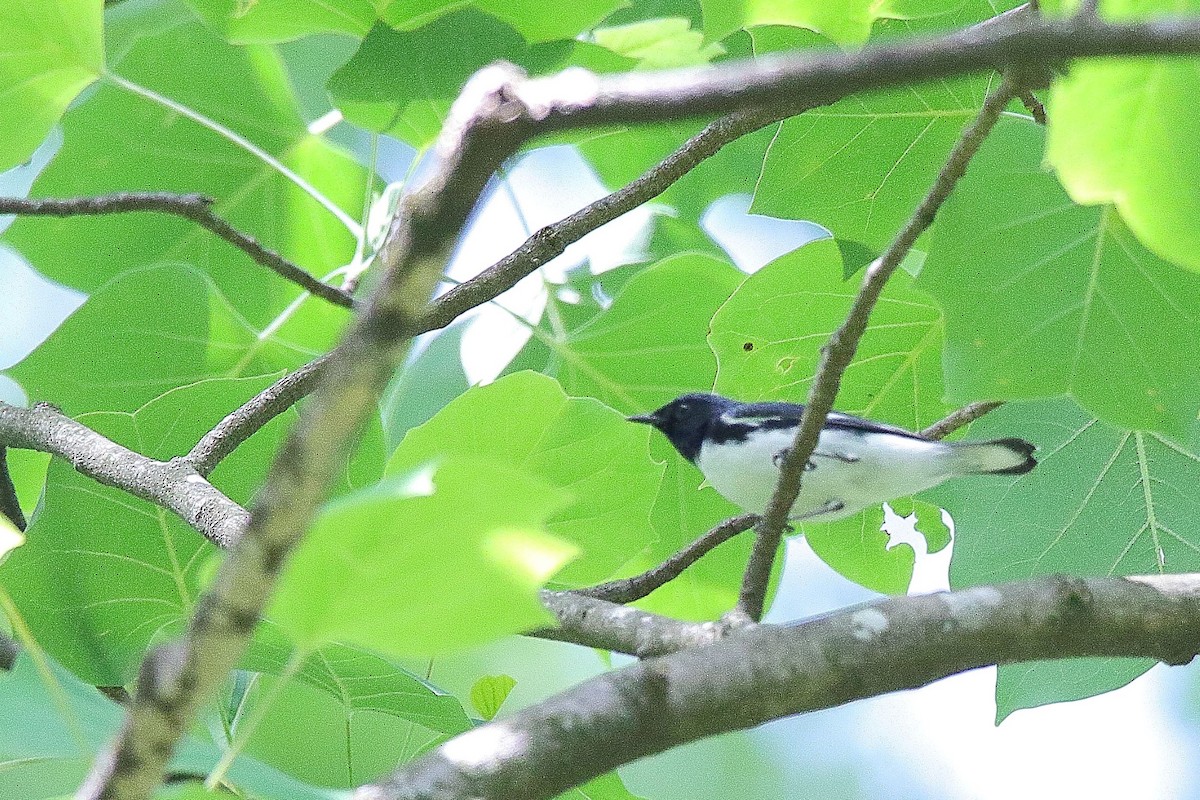 Black-throated Blue Warbler - ML439453791