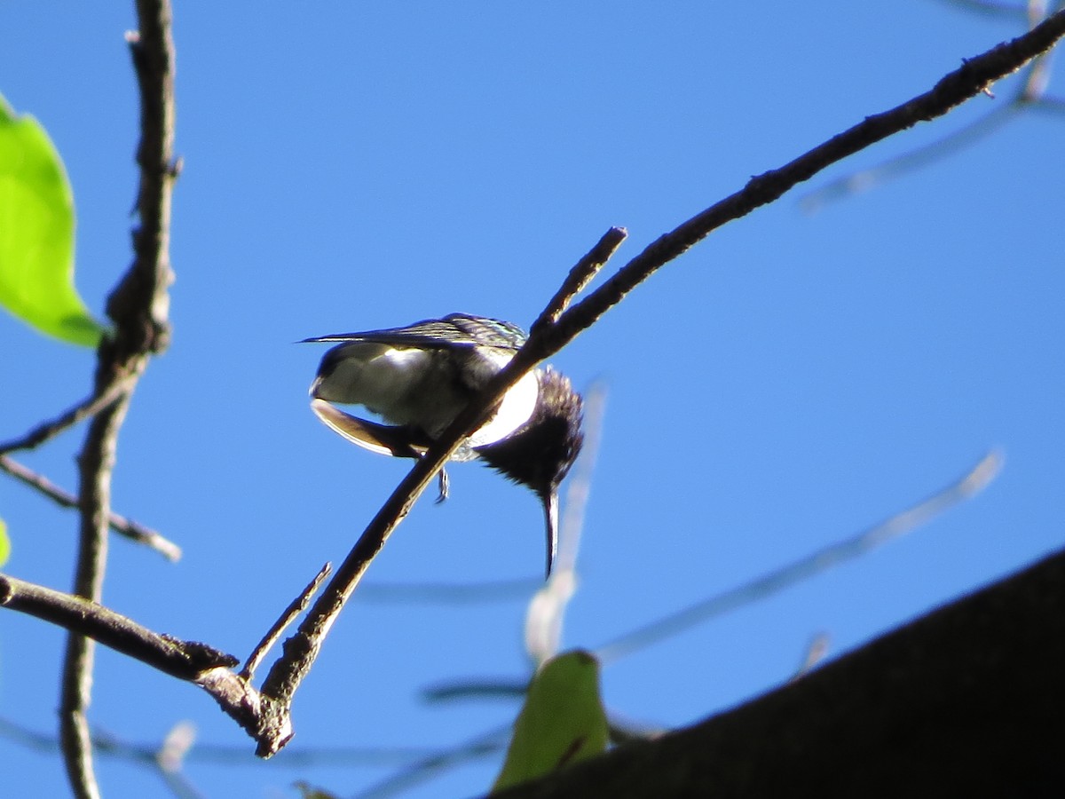 kolibřík bělokrký - ML43945381