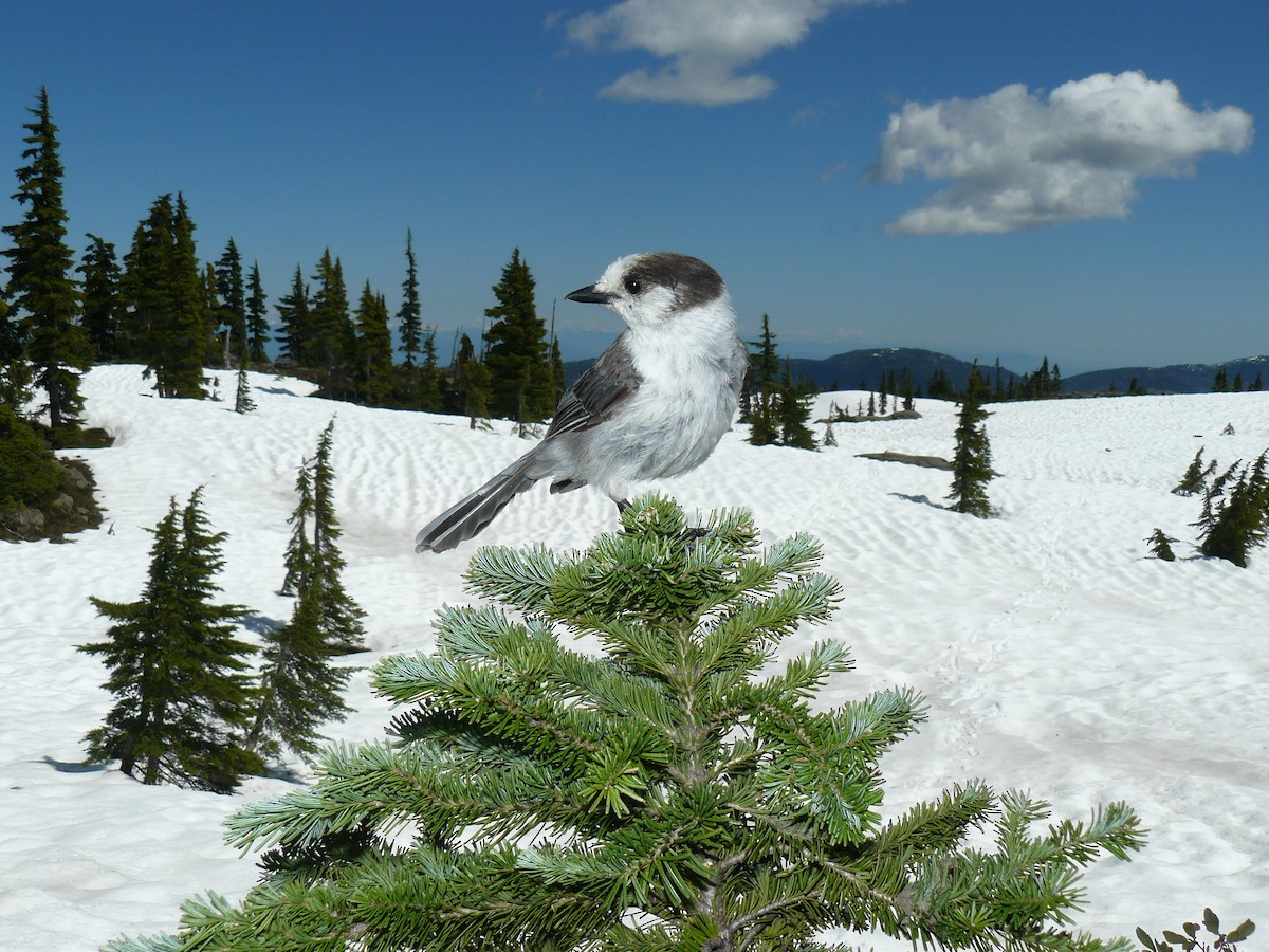 Canada Jay - ML439454001