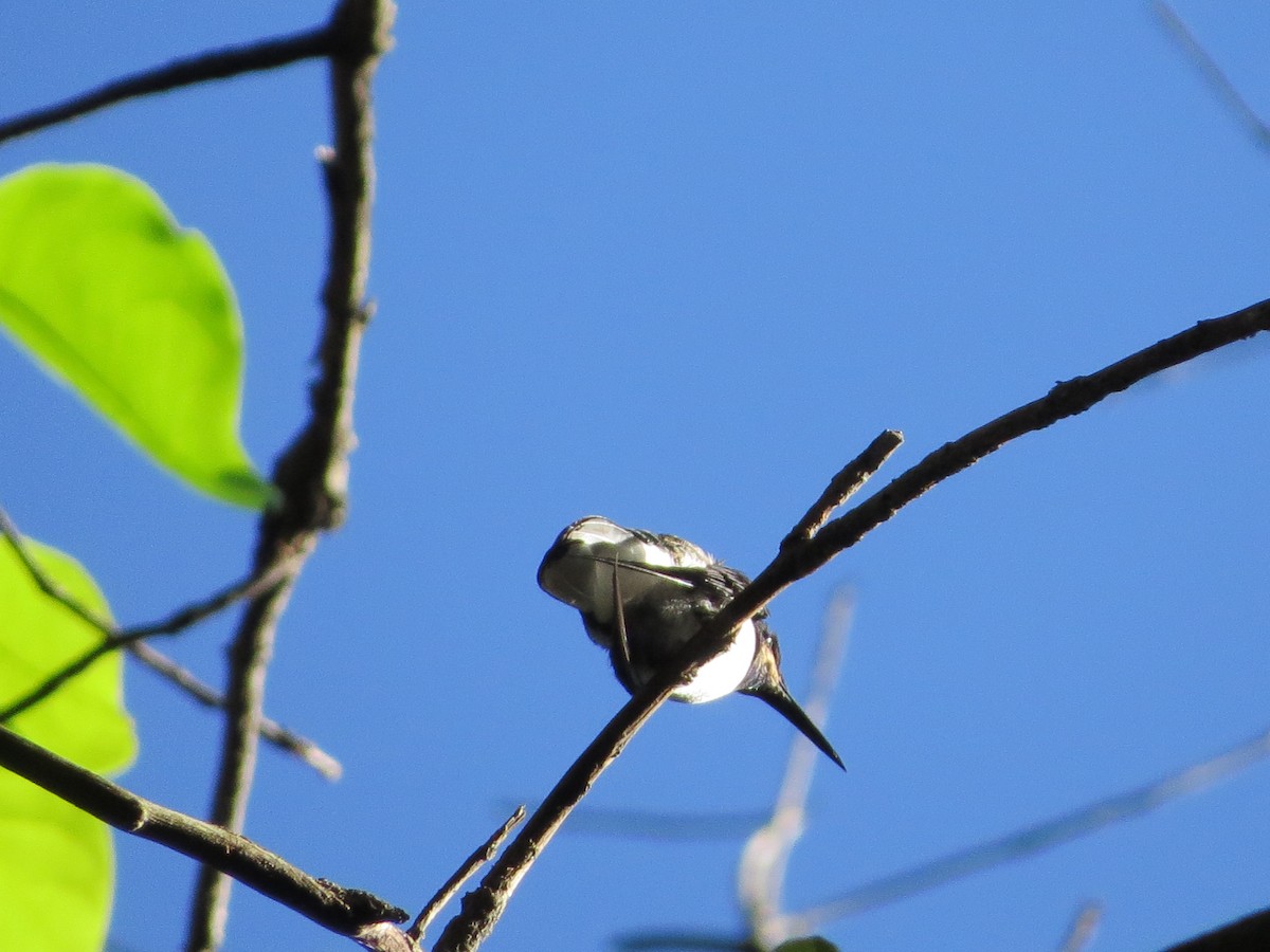 kolibřík bělokrký - ML43945401
