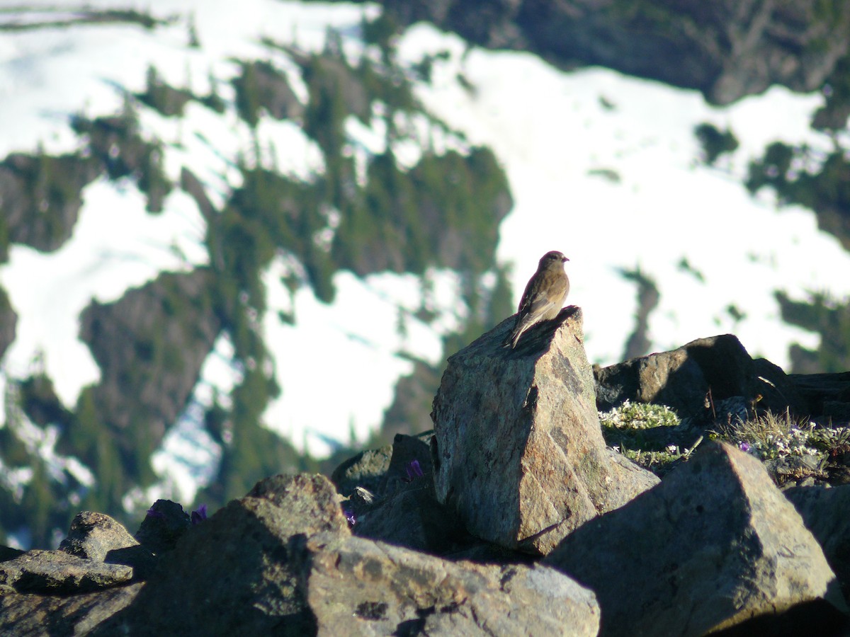 Gray-crowned Rosy-Finch - ML439454141