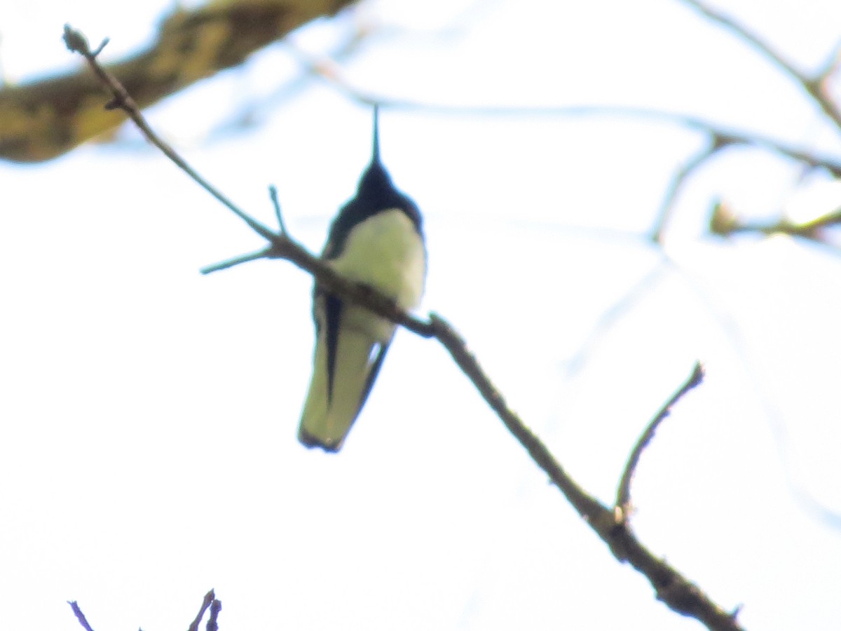 Colibrí Nuquiblanco - ML43945421