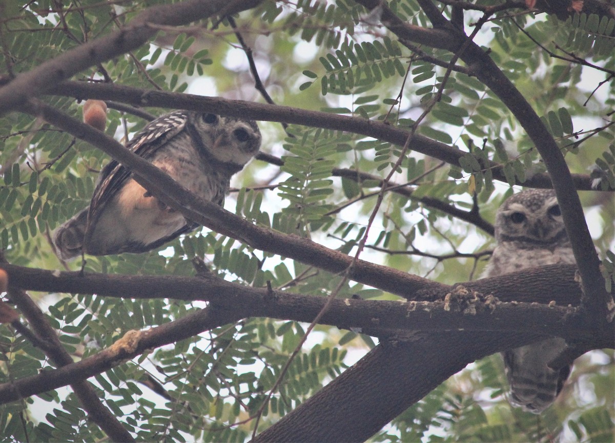 Spotted Owlet - ML439455161