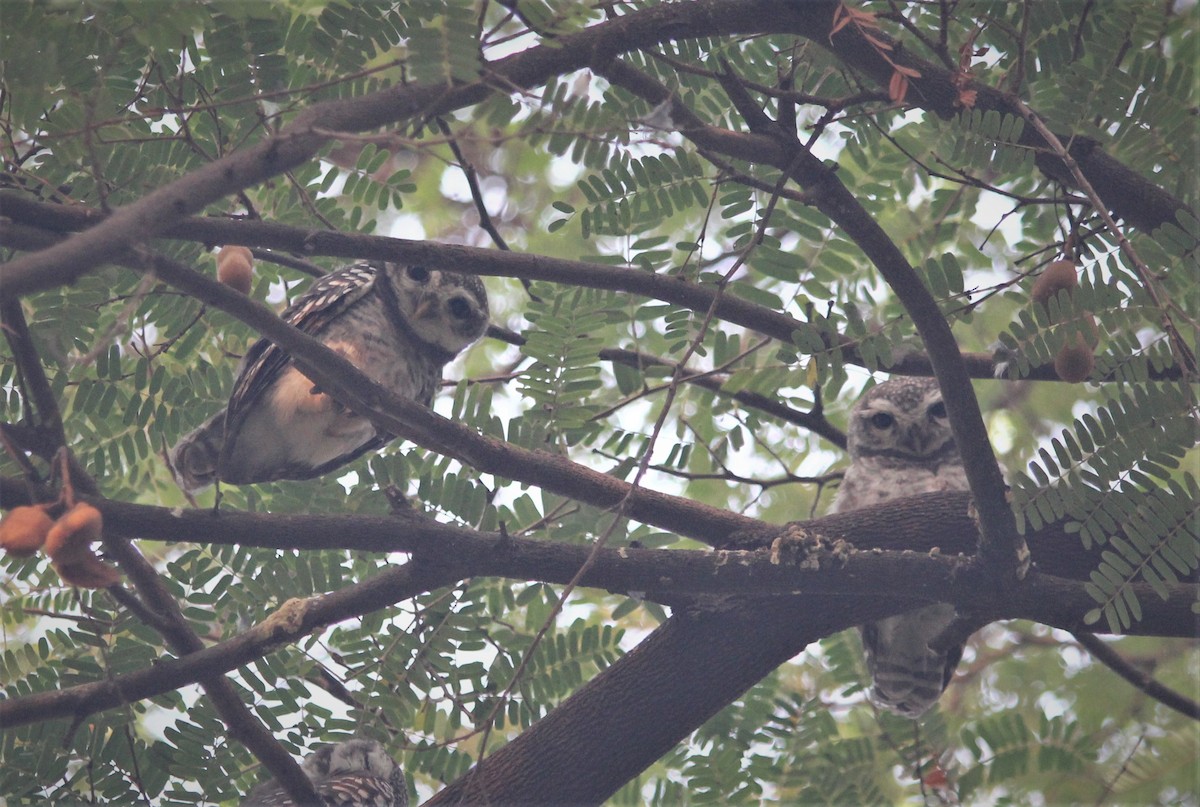 Spotted Owlet - ML439455301