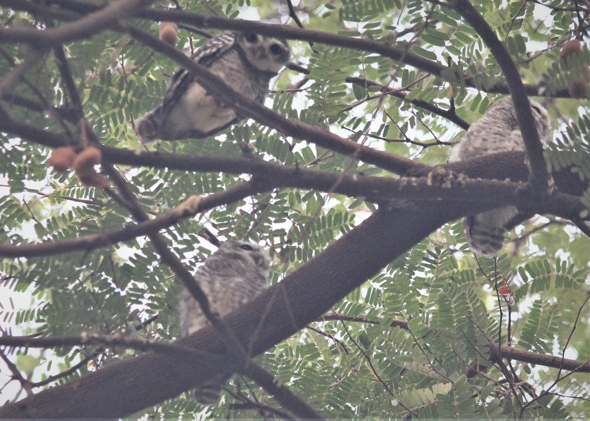 Spotted Owlet - ML439455711