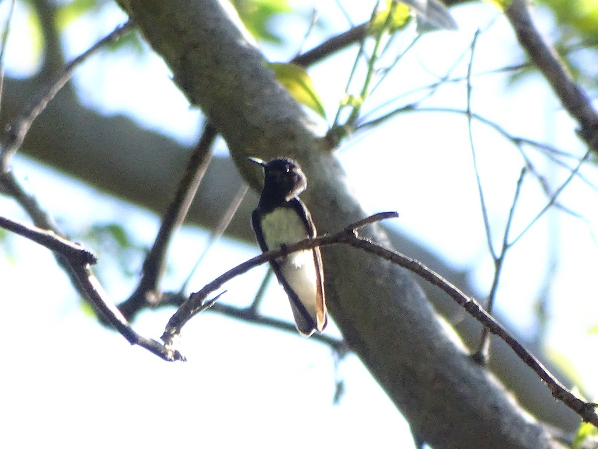 Colibrí Nuquiblanco - ML43945701