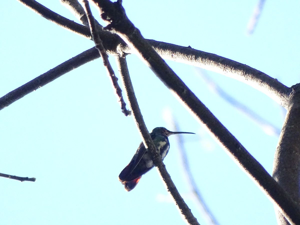 kolibřík lesklý - ML43945771