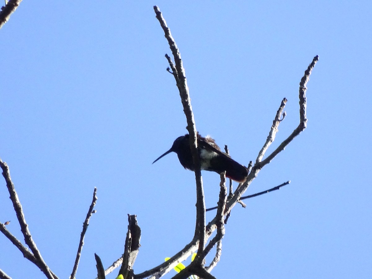 Green-breasted Mango - ML43945801