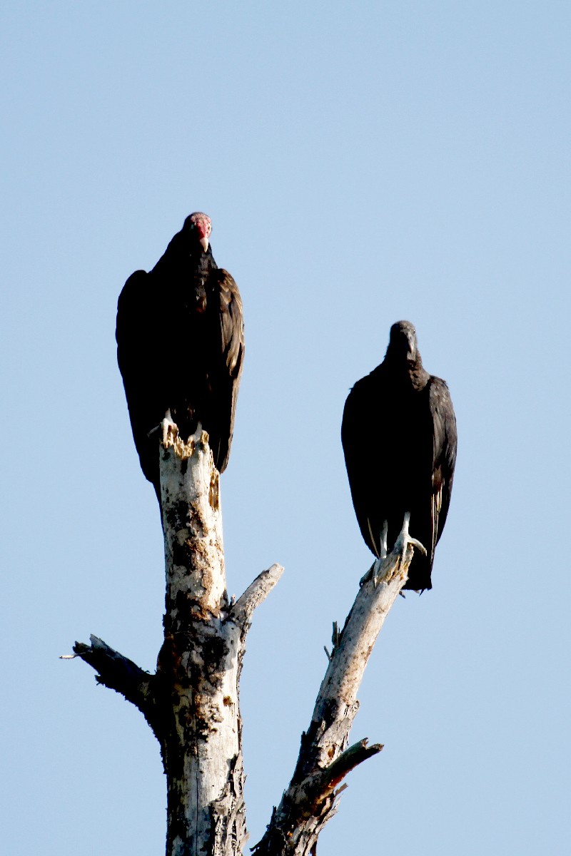 Urubu à tête rouge - ML439458011