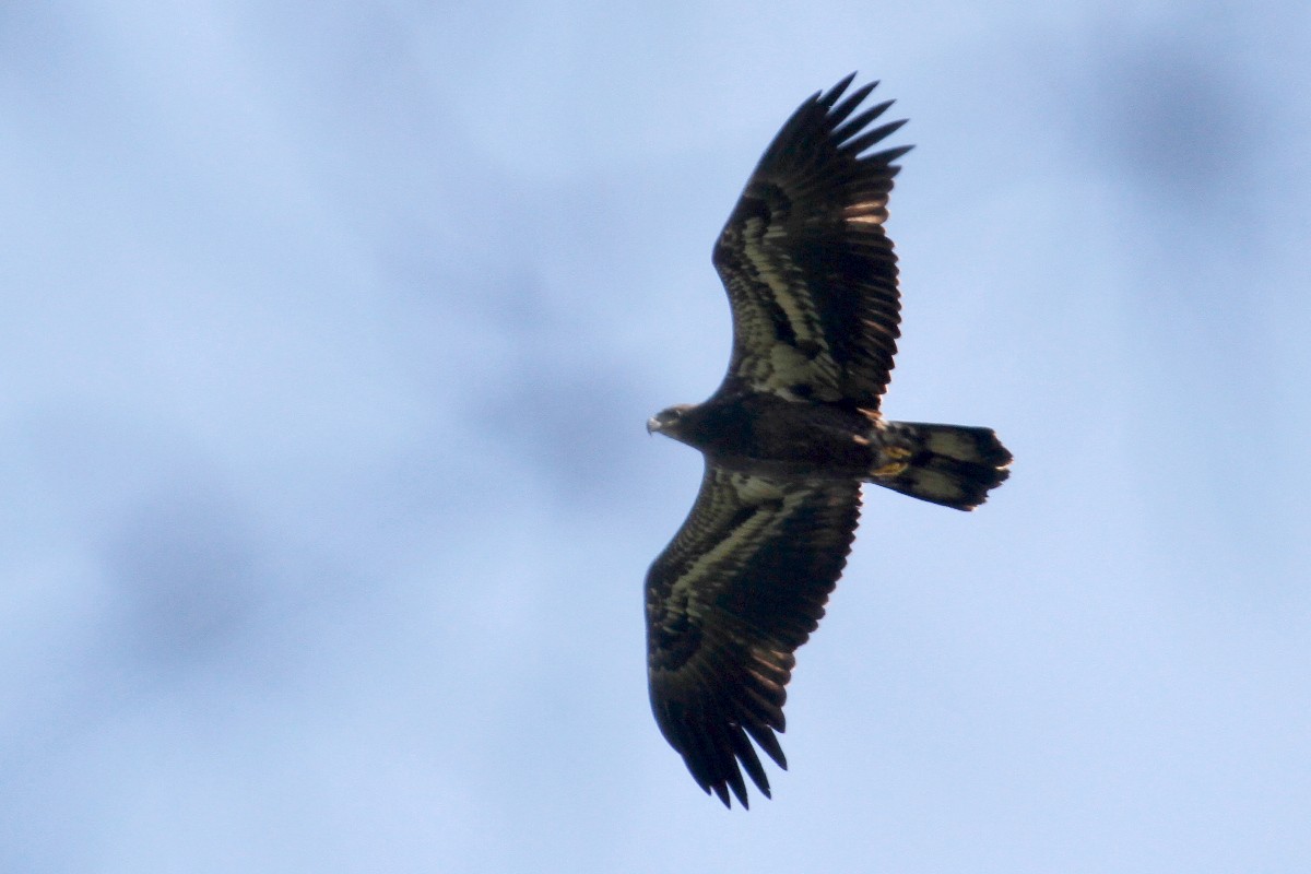 Bald Eagle - ML439458121