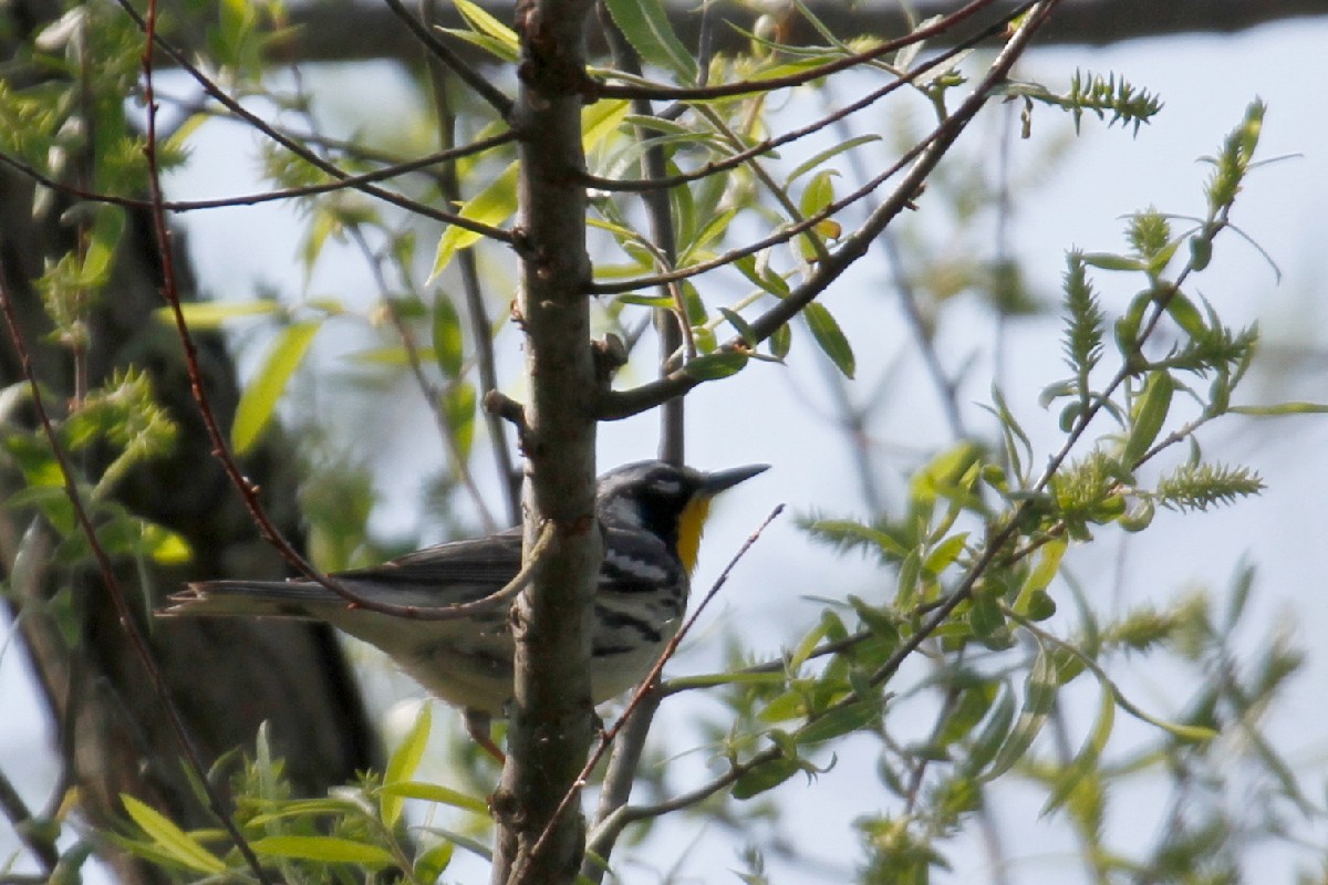 Yellow-throated Warbler - ML439458721