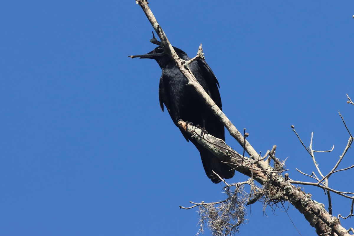 Fish Crow - ML439458751