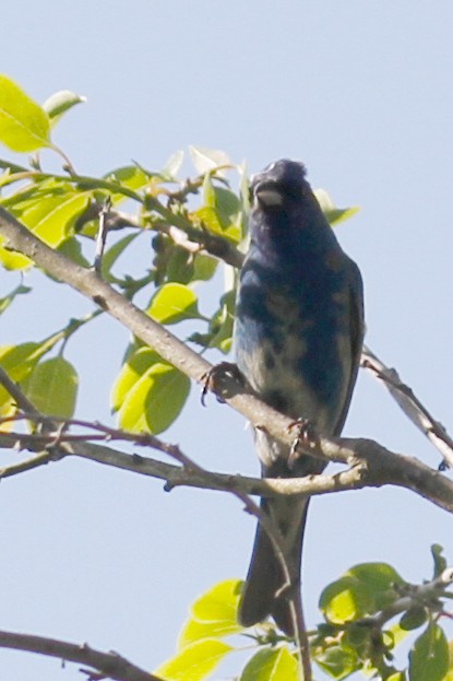 Indigo Bunting - ML439458831