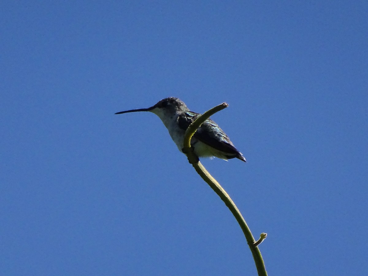 Colibrí Gorjirrubí - ML43945911