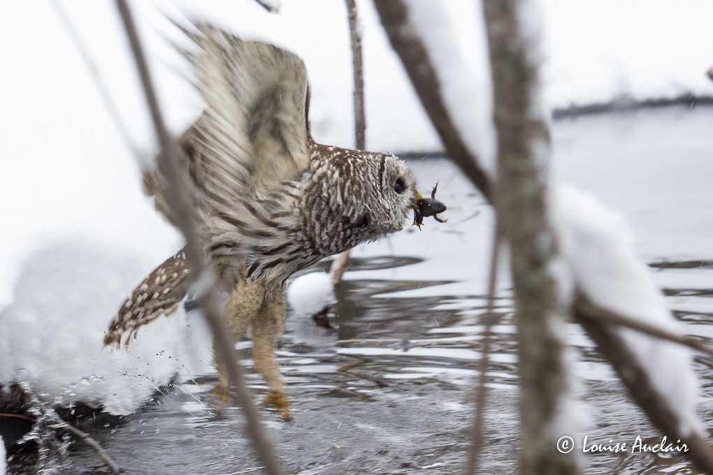 Barred Owl - Louise Auclair