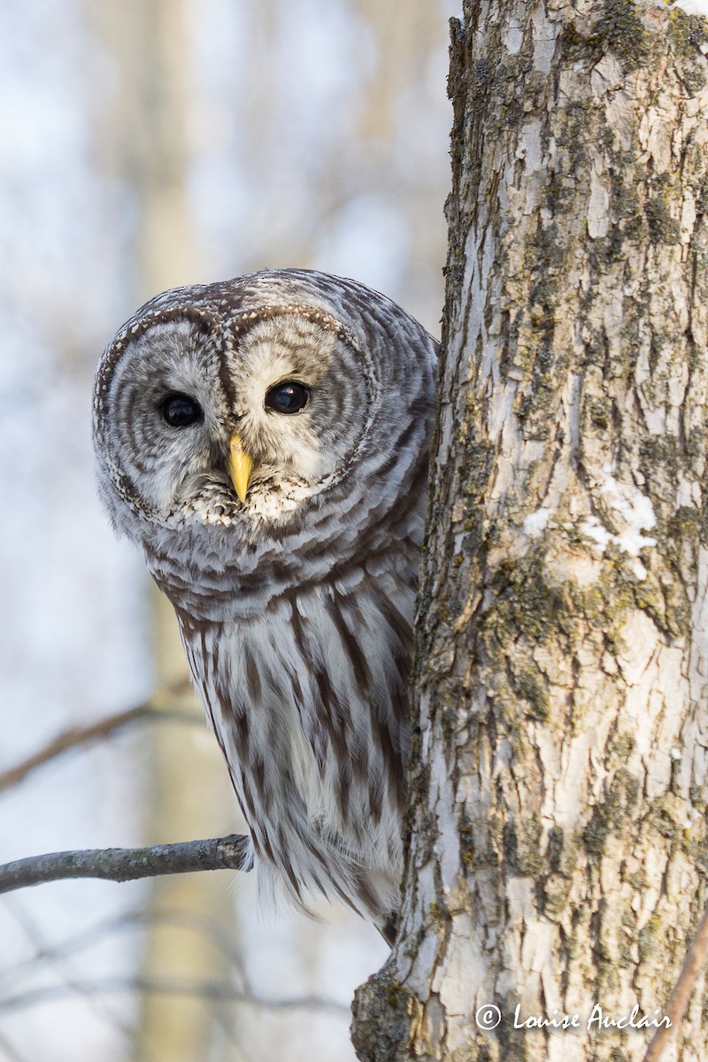 Barred Owl - ML43945941