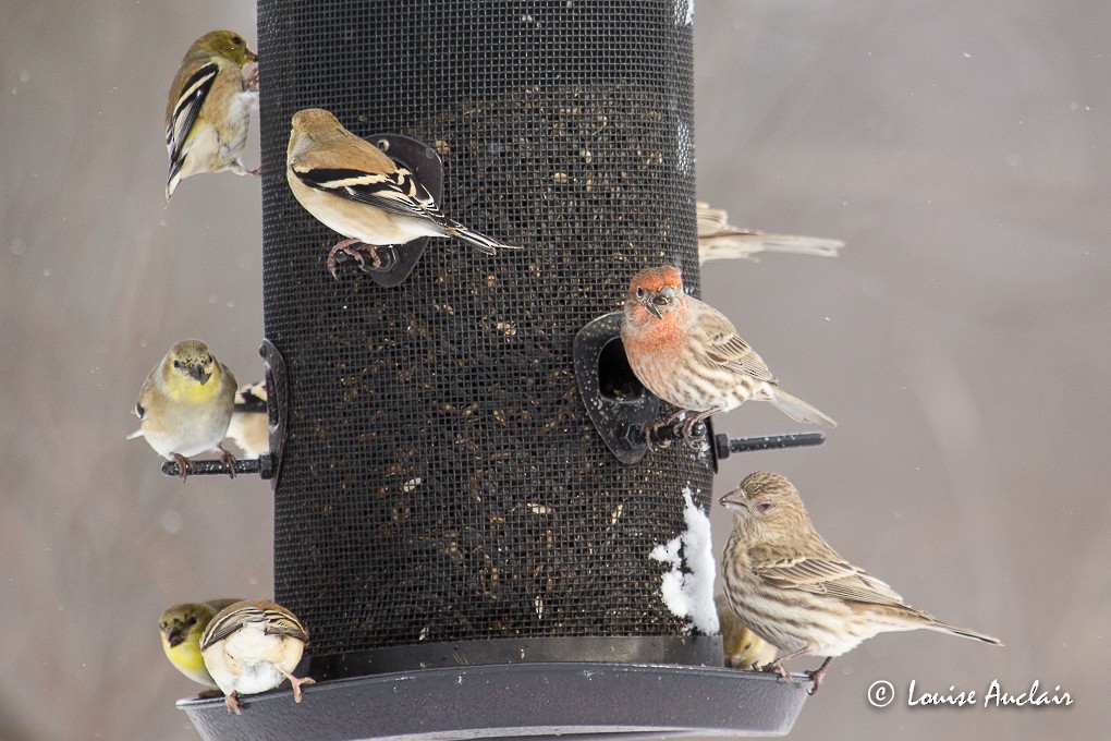 House Finch - ML43945961