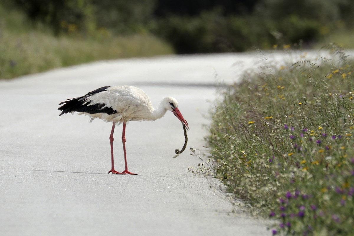 White Stork - Francisco Barroqueiro