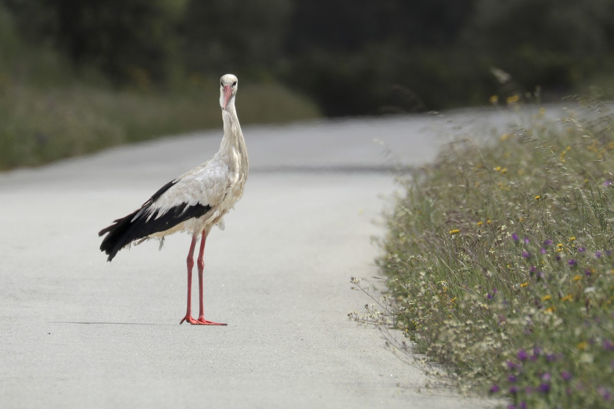 White Stork - ML439459651