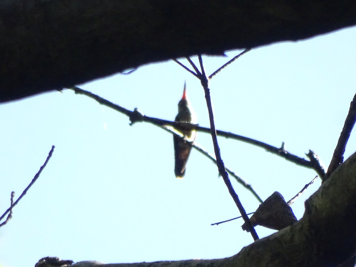 kolibřík zlatoocasý - ML43946041