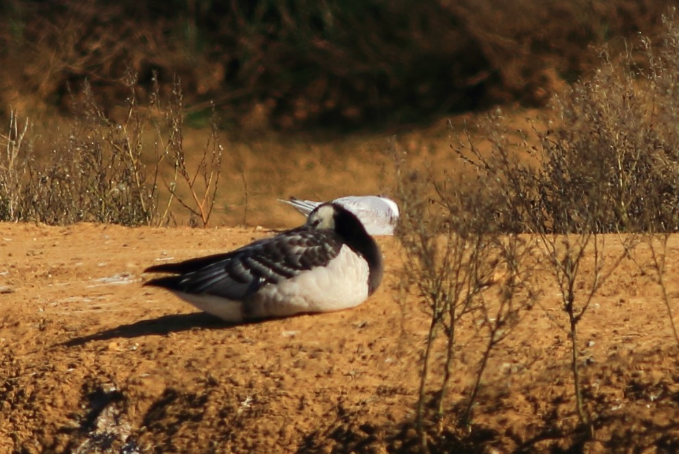 Barnacla Cariblanca - ML43946221