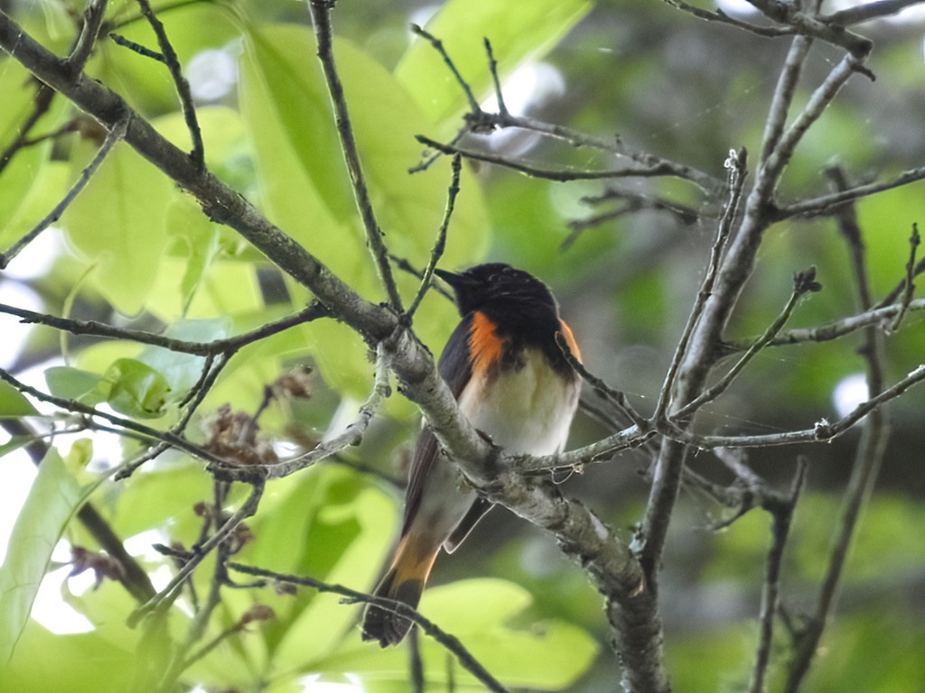 American Redstart - ML439462411