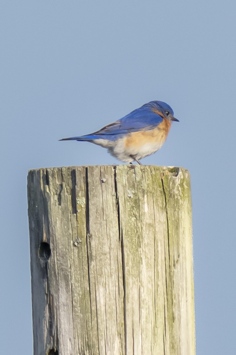 Eastern Bluebird - ML439464191