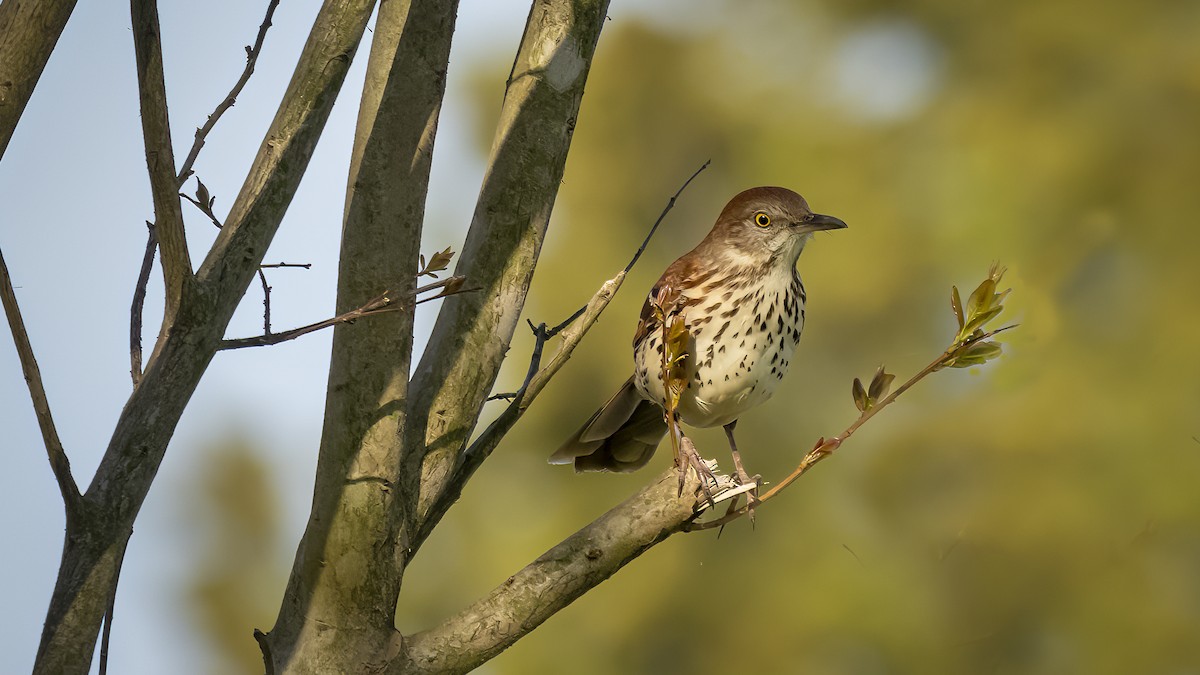 Brown Thrasher - ML439464391