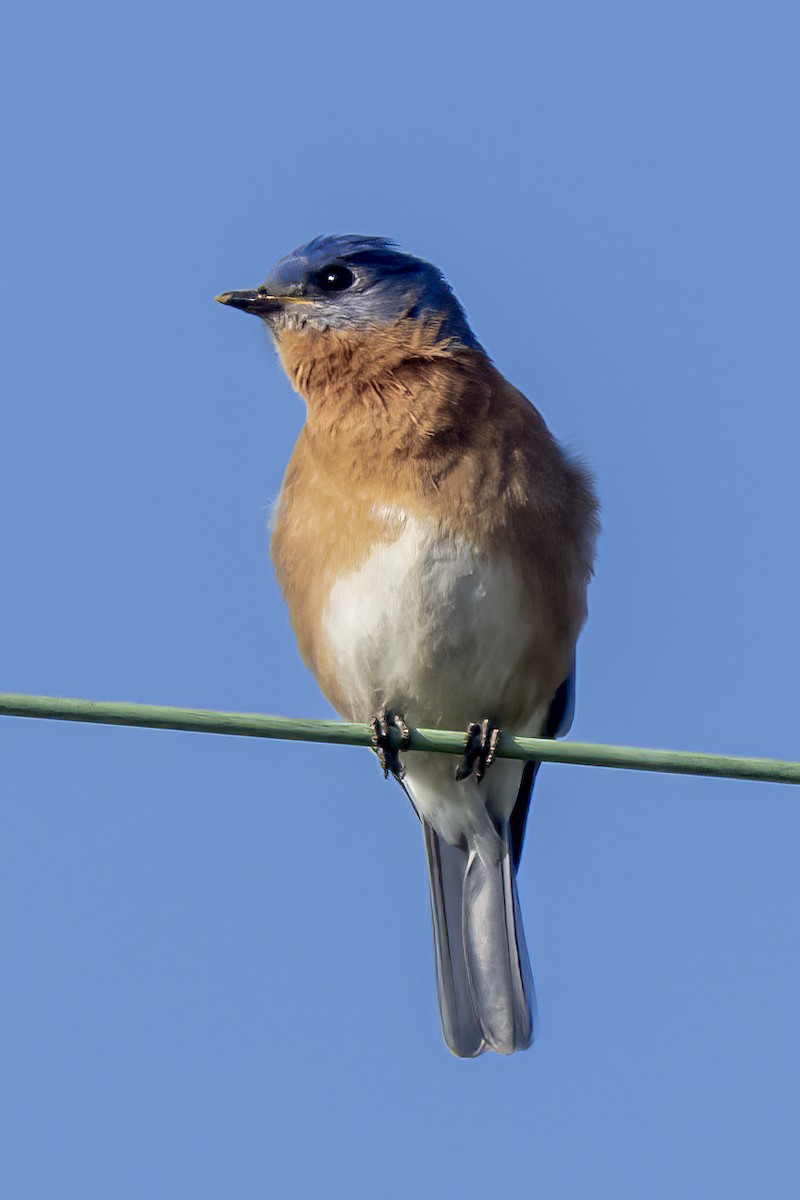 Eastern Bluebird - ML439464471