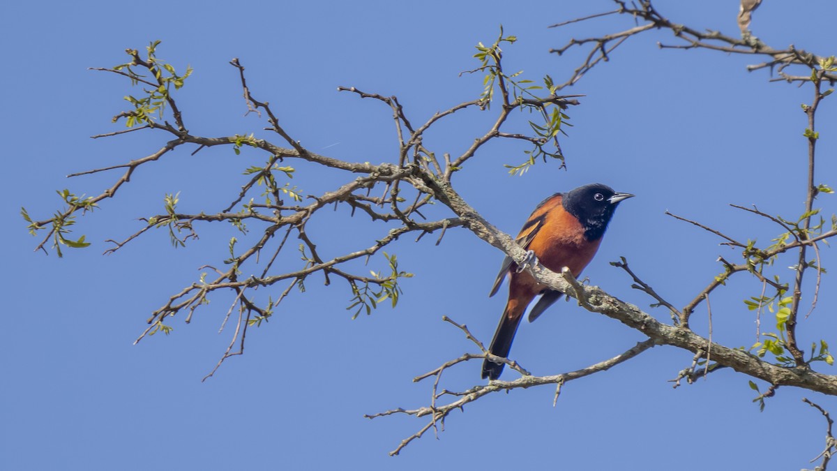 Orchard Oriole - ML439465301