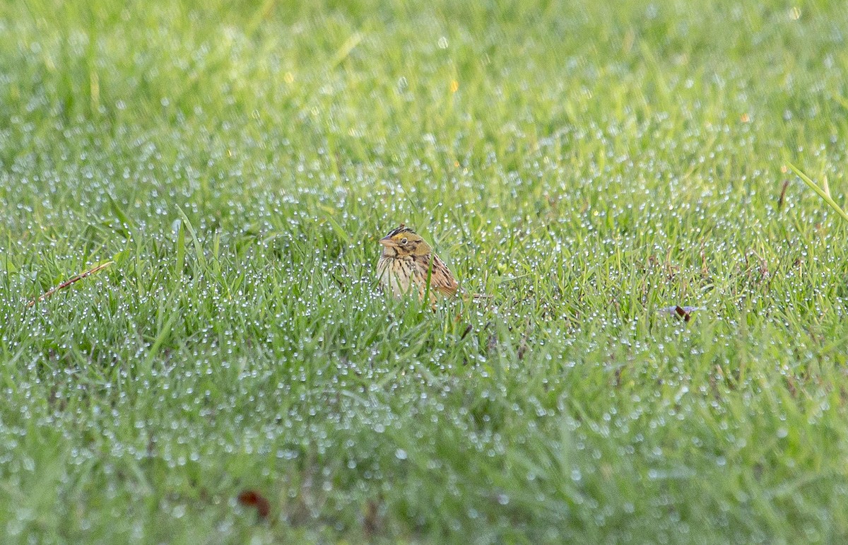 Henslow's Sparrow - ML439465601