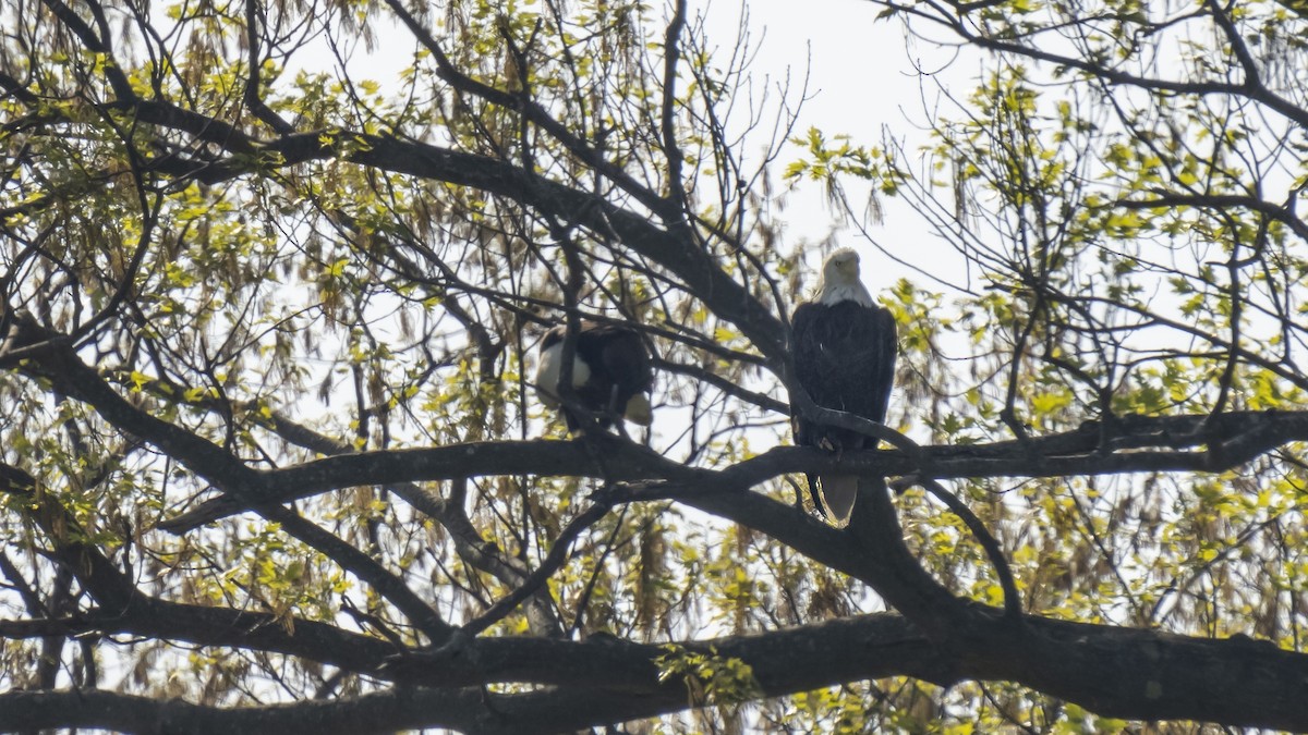 Bald Eagle - ML439466351