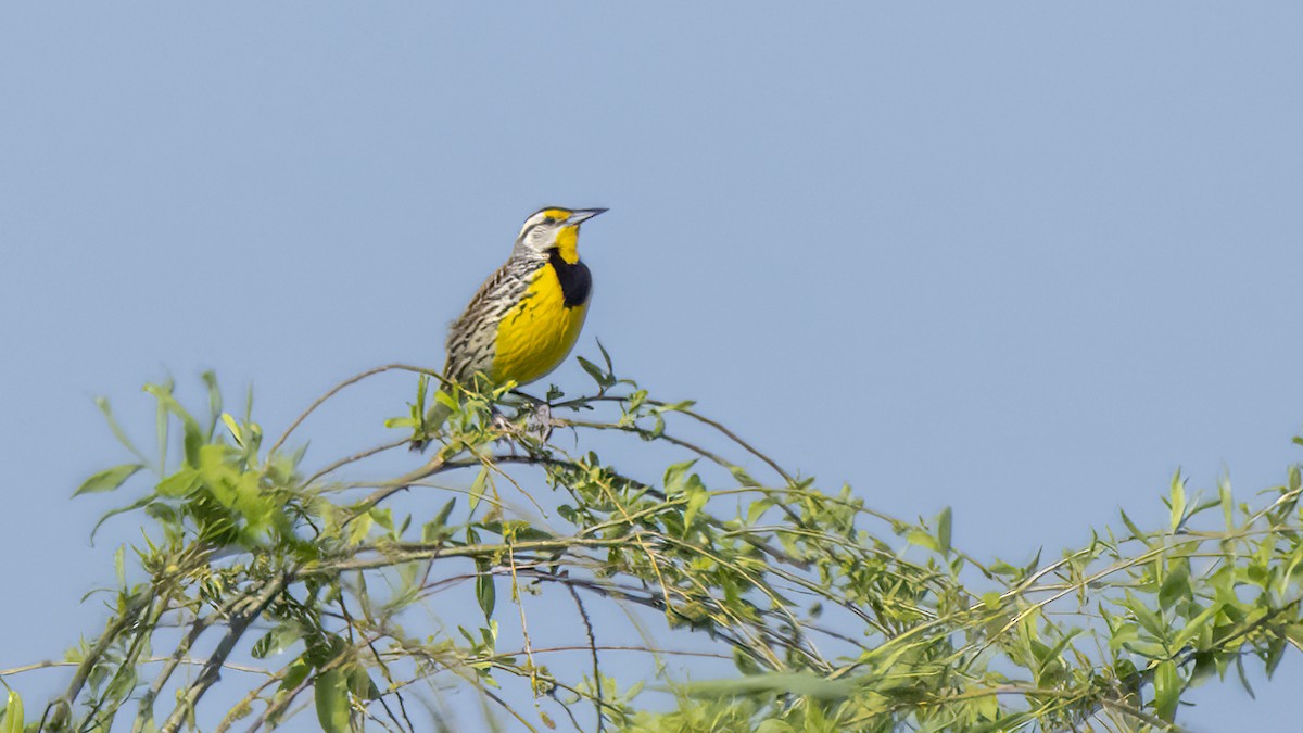 Eastern Meadowlark - ML439467101