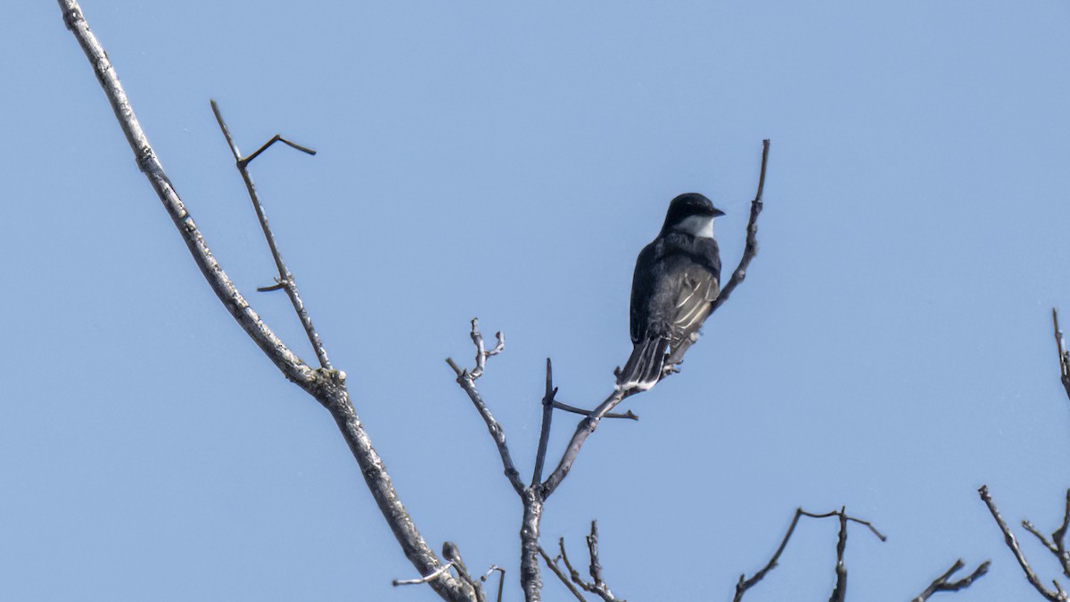 Eastern Kingbird - ML439467341