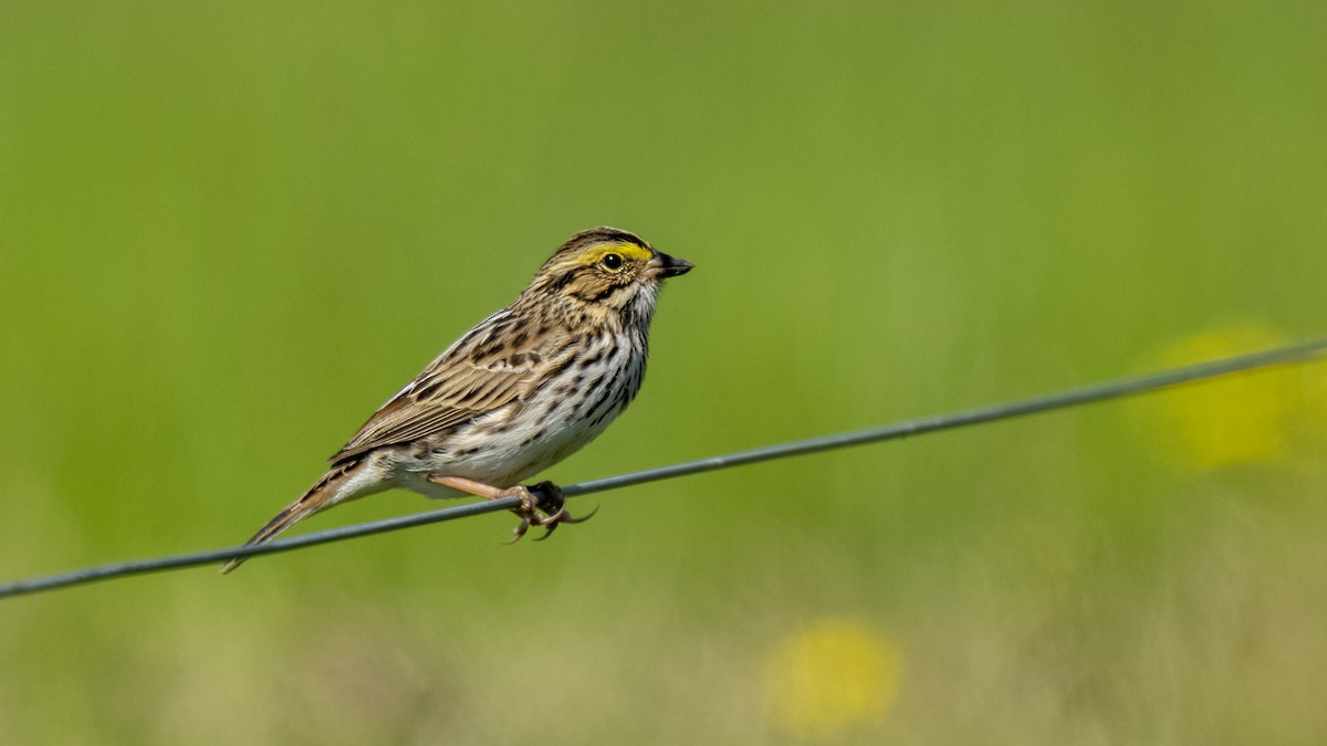 Savannah Sparrow - ML439467621