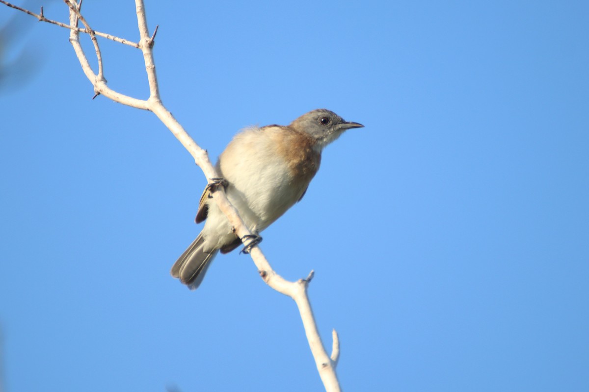 Rufous-banded Honeyeater - ML439467941