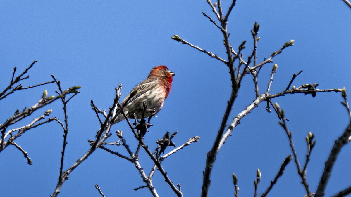 House Finch - ML439468251